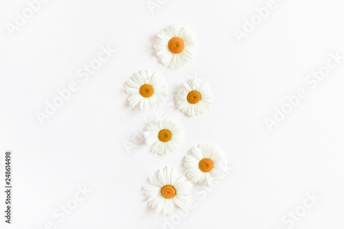 Wallpaper Mural White chamomile flowers  Torontodigital.ca