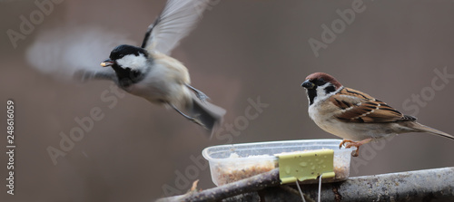 Sparrow oust a coal tit out of the фидер and she flies away. But she managed to grab the seed and carries it in his beak. photo