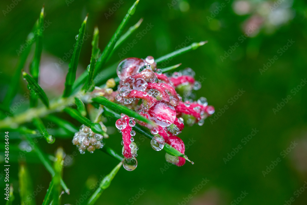 water drops from nature water drops from nature