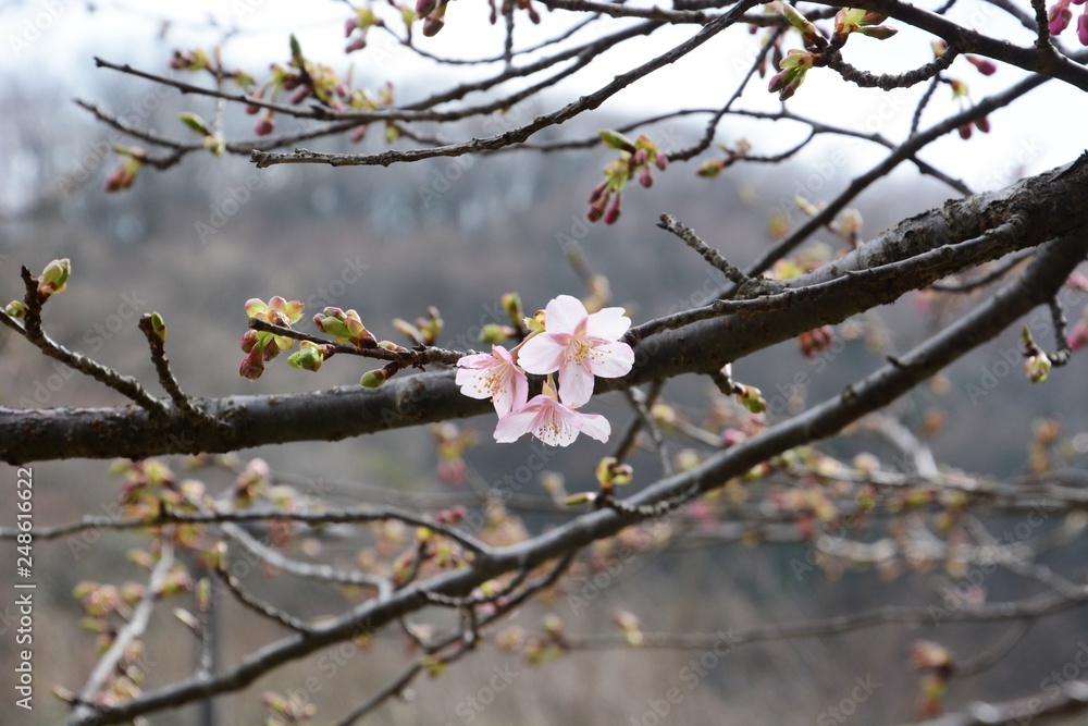 In Japan, Cherry blossoms of early bloom variety start to bloom in February. In Japan, Cherry blossoms of early bloom variety start to bloom in February.