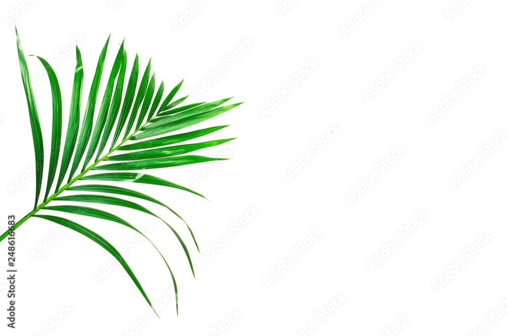 Feuilles exotiques sur fond blanc Feuilles exotiques sur fond blanc