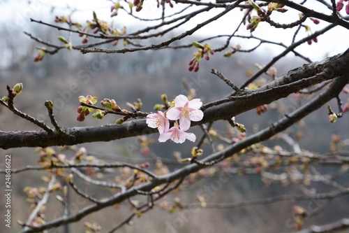 In Japan, Cherry blossoms of early bloom variety start to bloom in February.