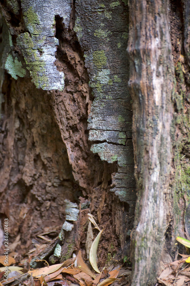 Rough bark on a decaying tree stump near Kuranda in Tropical North Queensland, Australia Rough bark on a decaying tree stump near Kuranda in Tropical North Queensland, Australia
