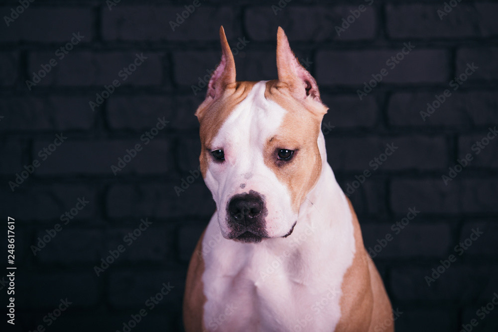 American Staffordshire Terrier on a black background American Staffordshire Terrier on a black background