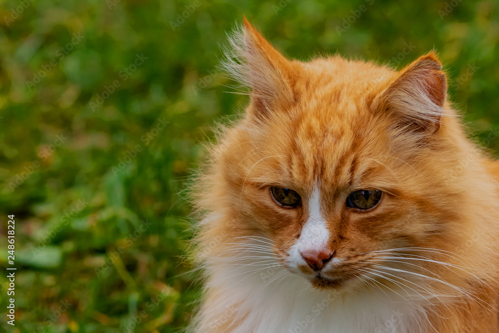 Amazed ginger wild adult cat listens carefully