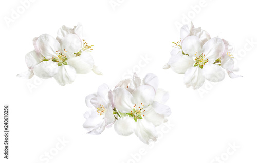 White spring flowers isolated on white background, floral collage
