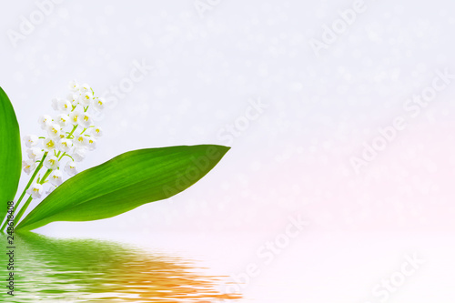 flowers lily of the valley