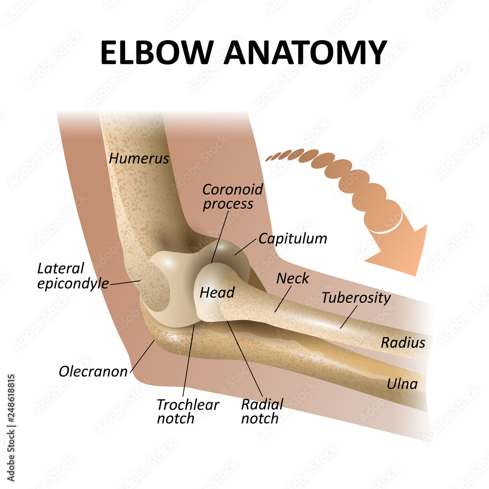 Elbow Joint Anterior View Hot Sex Picture