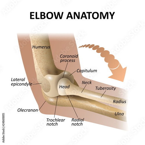 Anatomy of the elbow joint, medical education background, isolate model mockup for posters. Vector illustration as a template for banners.