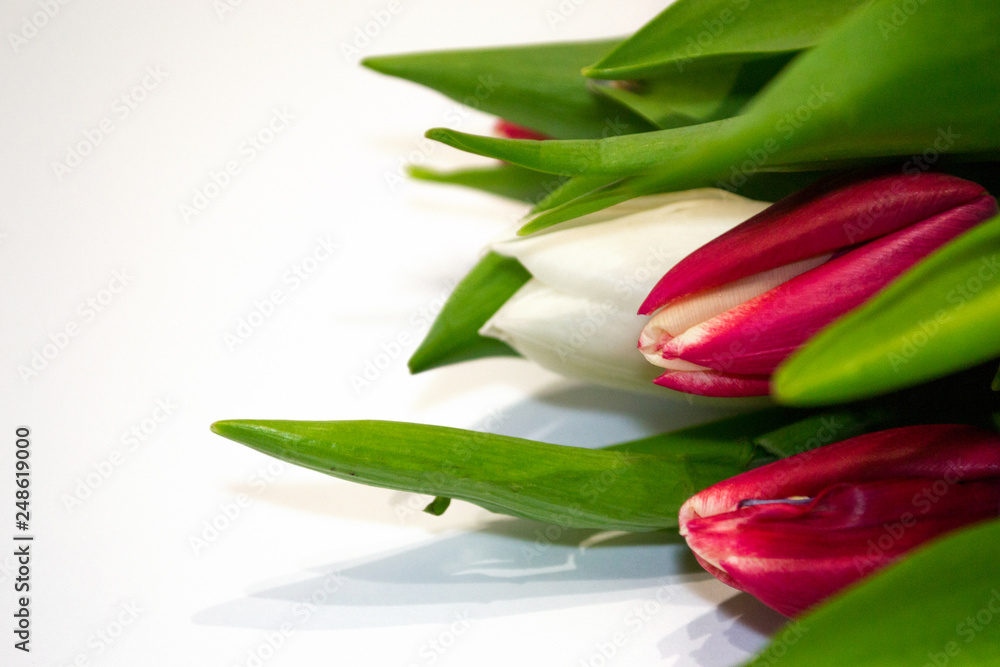 Closeup red and white tulip buttons on white background. Concept of gift, freshness, Valentine's day, International Women's day, Mother's day, floristics. Closeup red and white tulip buttons on white background. Concept of gift, freshness, Valentine's day, International Women's day, Mother's day, floristics.