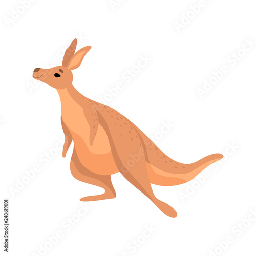 Cute Brown Kangaroo, Wallaby Australian Animal Character Vector Illustration