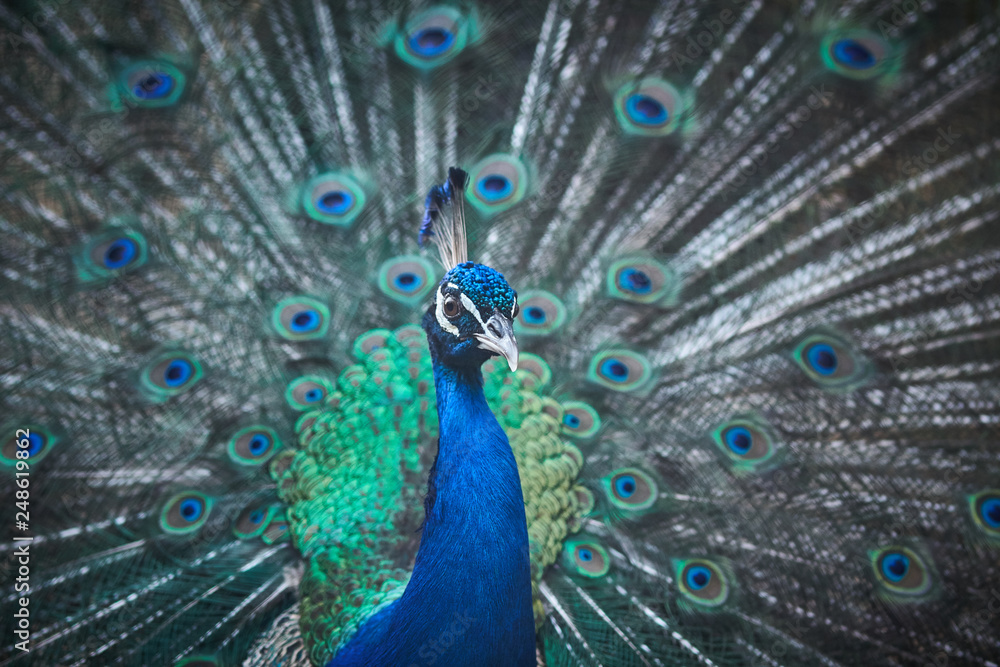 Fototapeta premium beautiful feathers of an Indian peafowl, a large and brightly colored bird. peacock feather background, close up.