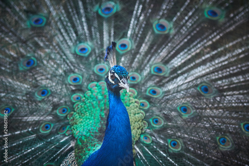 Fototapeta Naklejka Na Ścianę i Meble -  beautiful feathers of an Indian peafowl, a large and brightly colored bird. peacock feather background, close up.