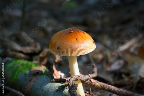 A small mushroom in the light in the sun