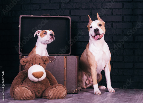  American Staffordshire Terrier mom and son on a black background