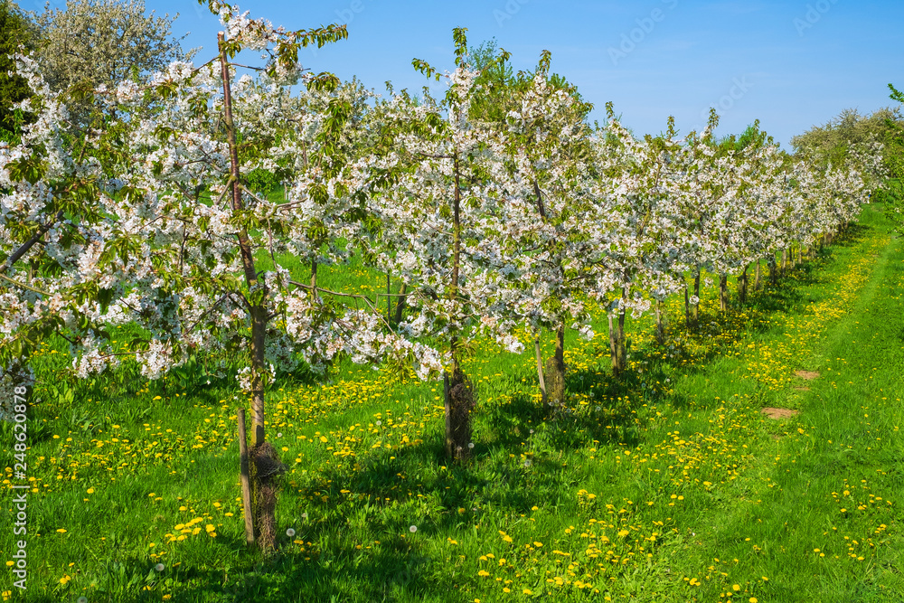 Fototapeta premium Junge blühende Kischbäume im Rheingau in einer Reihe