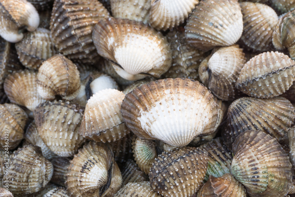 Raw fresh cockle clean shell be alive from cockle farm,delicious seafood,scallop,close up,Tegillarca granosa,Appetizer Raw fresh cockle clean shell be alive from cockle farm,delicious seafood,scallop,close up,Tegillarca granosa,Appetizer