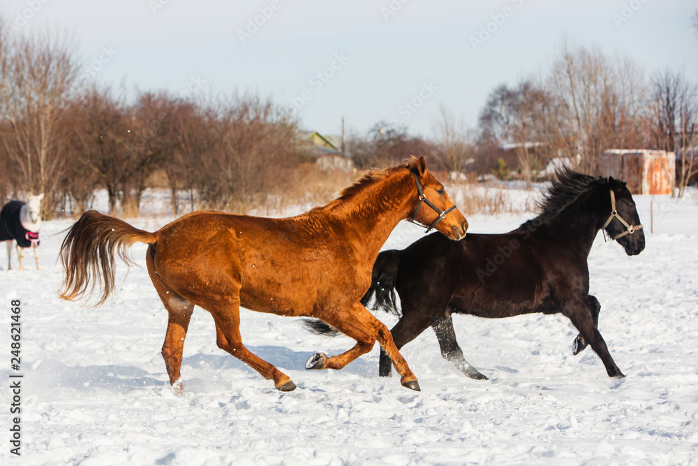 Horses walking in winter field in the village Horses walking in winter field in the village