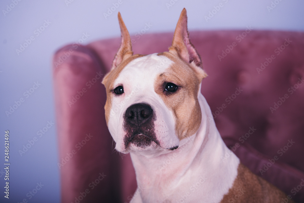  American Staffordshire Terrier on a pink armchair