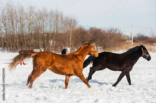 Horses walking in winter field in the village