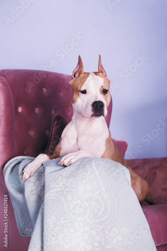  American Staffordshire Terrier on a pink armchair photo