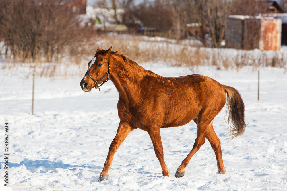 Obraz premium Horses walking in winter field in the village