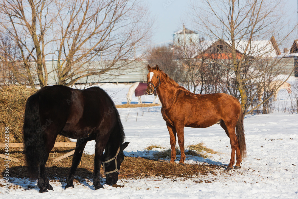 Horses walking in winter field in the village Horses walking in winter field in the village