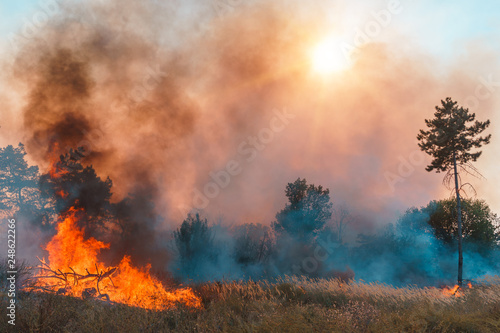 Forest fire. Burned trees after forest fires and lots of smoke. © yelantsevv
