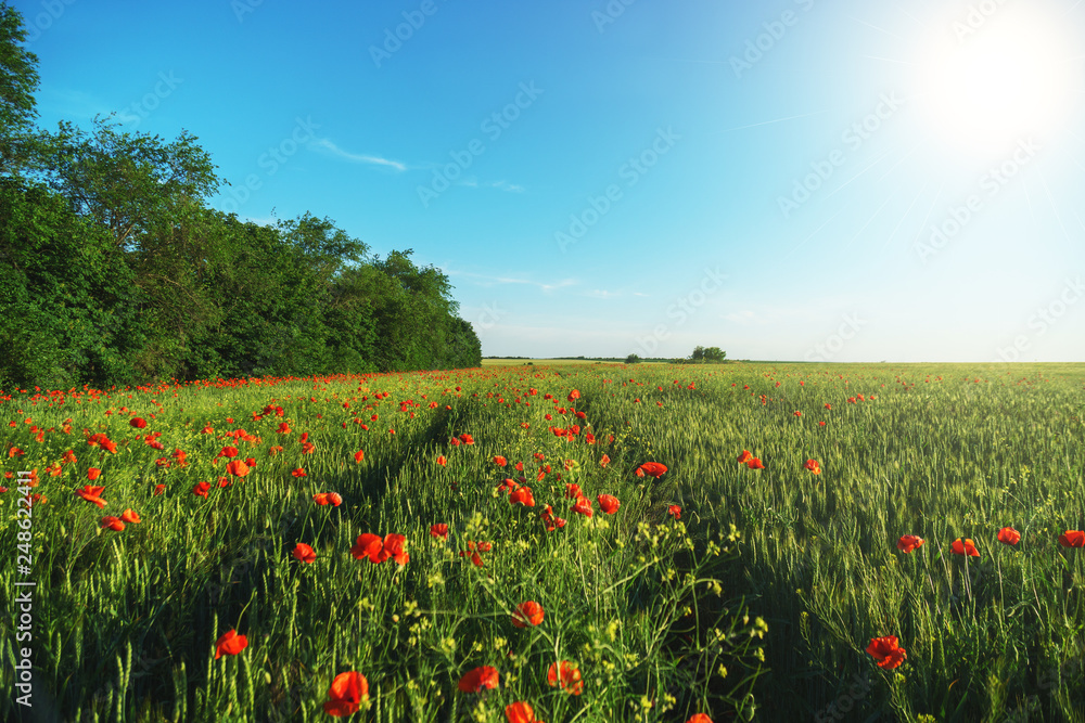 Wheat field with a road of poppies on a beautiful spring day. The road to the fairy tale