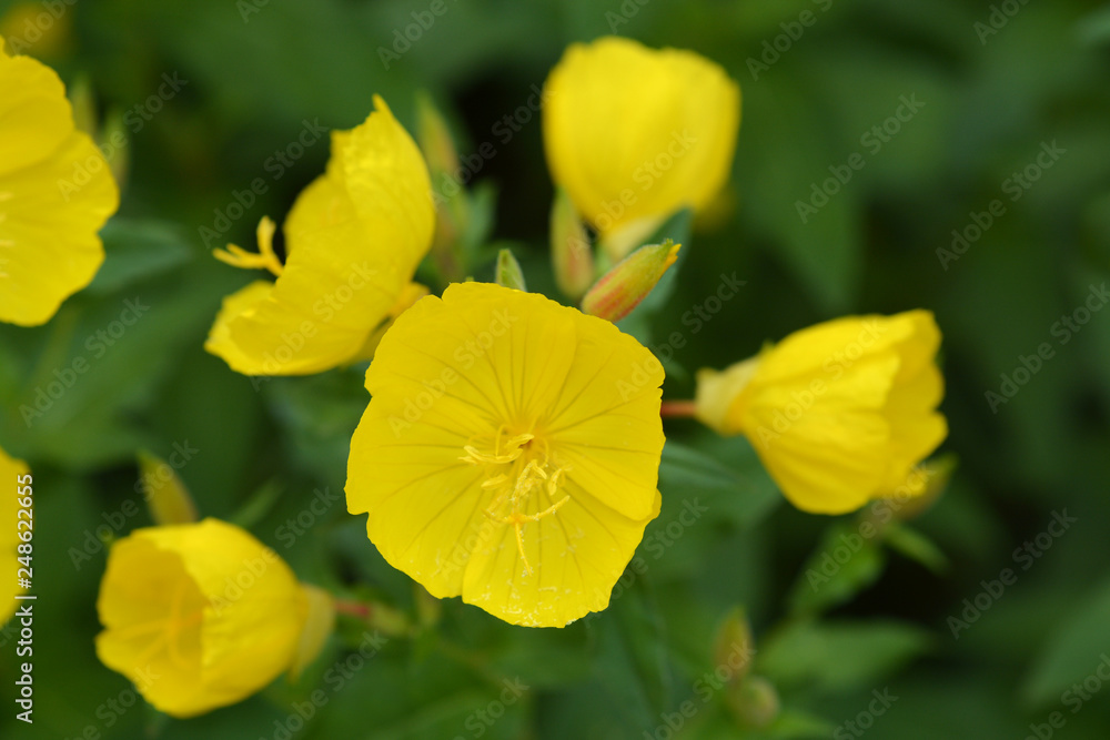 Narrowleaf evening primrose Narrowleaf evening primrose