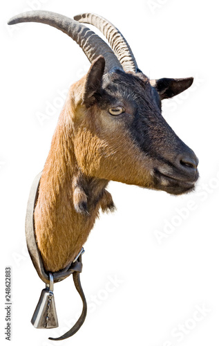 A little goat with a small bell, outlined on a white background.