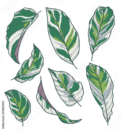 Vector collection set of exotic Calathea Fusion White Maranta Prayer Plant leaf drawings