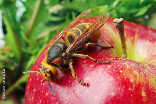 Wasp hornet on red apple © yrafoto