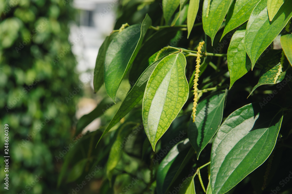 Fresh Piper nigrum on its tree. It's ready for food ingredient and make herb. Fresh Piper nigrum on its tree. It's ready for food ingredient and make herb.