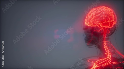 science anatomy scan of human brain glowing photo
