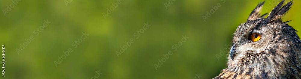 European Eagle Owl Green Background Panorama - obrazy, fototapety, plakaty 