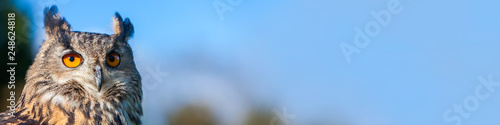 European Eagle Owl Panorama Banner