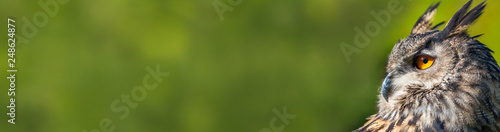 European Eagle Owl Green Background Panorama