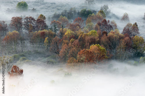Tutti i colori dell'autunno sulla foresta co n nebbia photo