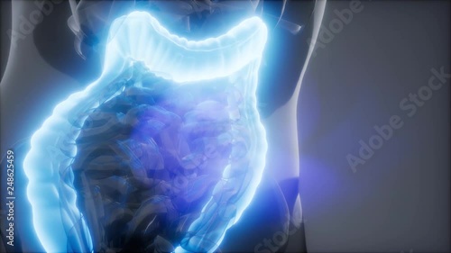 science anatomy scan of human colon glowing photo