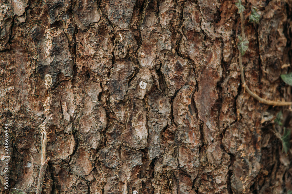 bark of a tree