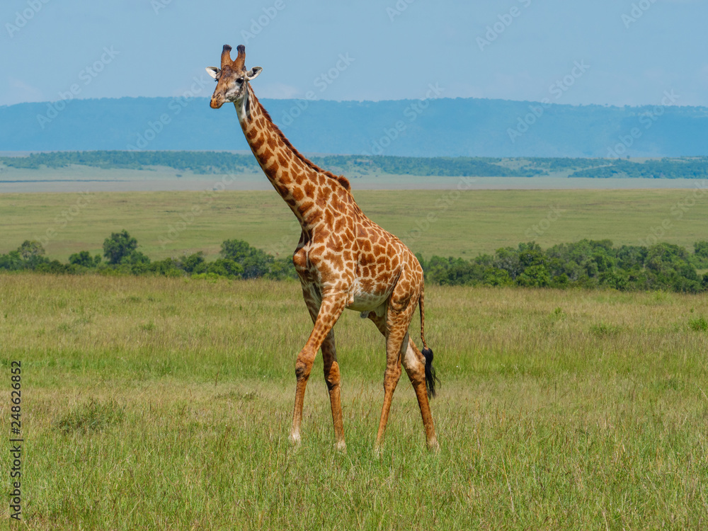 Naklejka premium Reticulated giraffe in a Kenya