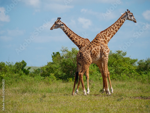 Reticulated giraffe couple in a Kenya