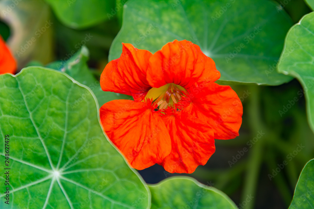 close-up of the red blossom of a nasturtium close-up of the red blossom of a nasturtium