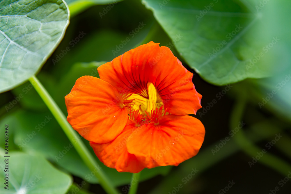 close-up of the red blossom of a nasturtium close-up of the red blossom of a nasturtium