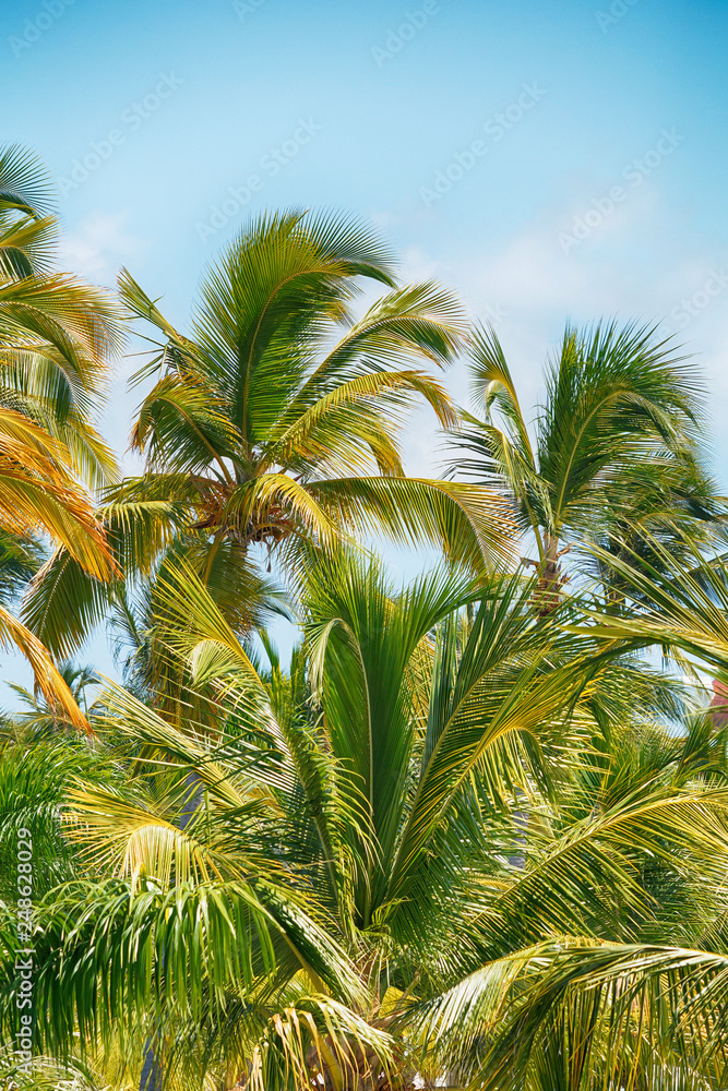 tropical palm trees against a blue sky tropical palm trees against a blue sky