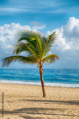 Fototapeta Naklejka Na Ścianę i Meble -  paradise sandy beach with palm trees