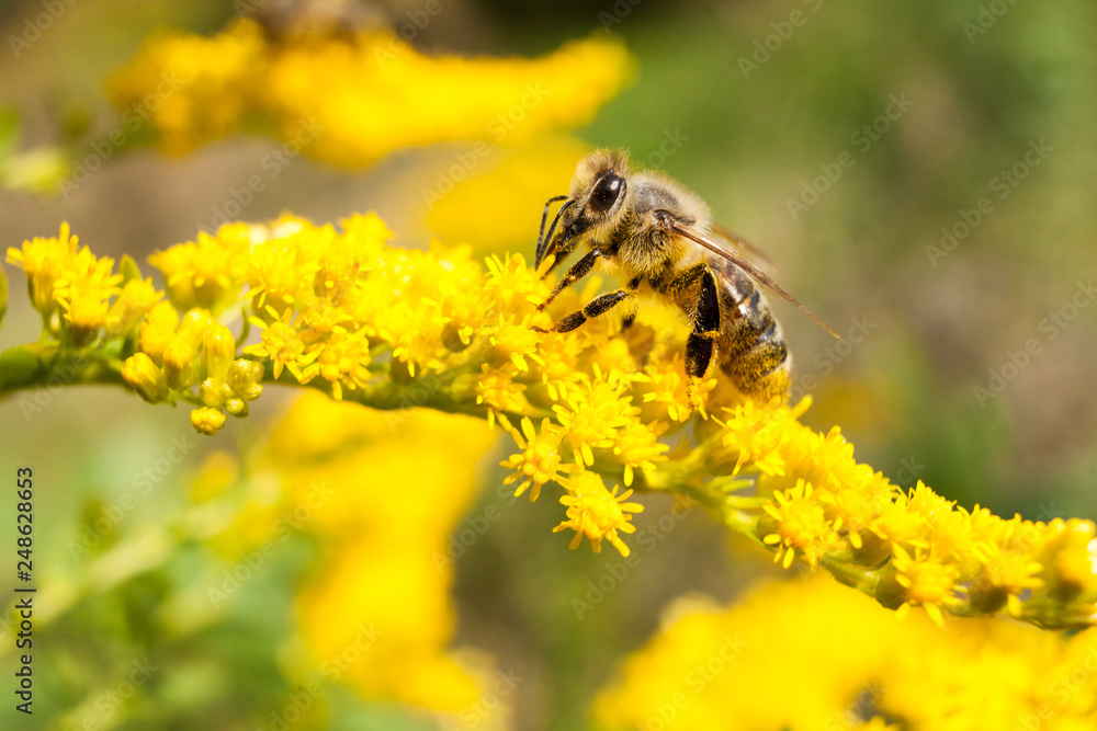 Bee on yellow goldenrod. Collects pollen and drink nectar. Yellow flower with insect. Bee on yellow goldenrod. Collects pollen and drink nectar. Yellow flower with insect.
