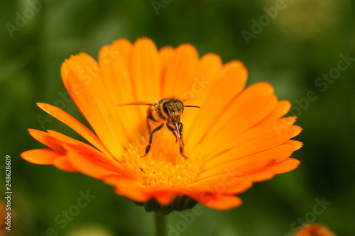 Bee on orange calendula. Collects pollen and drink nectar. Orange flower with insect. © Szymon Kaczmarczyk