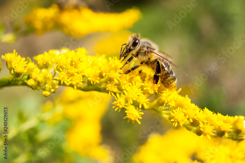 Bee on yellow goldenrod. Collects pollen and drink nectar. Yellow flower with insect. © Szymon Kaczmarczyk
